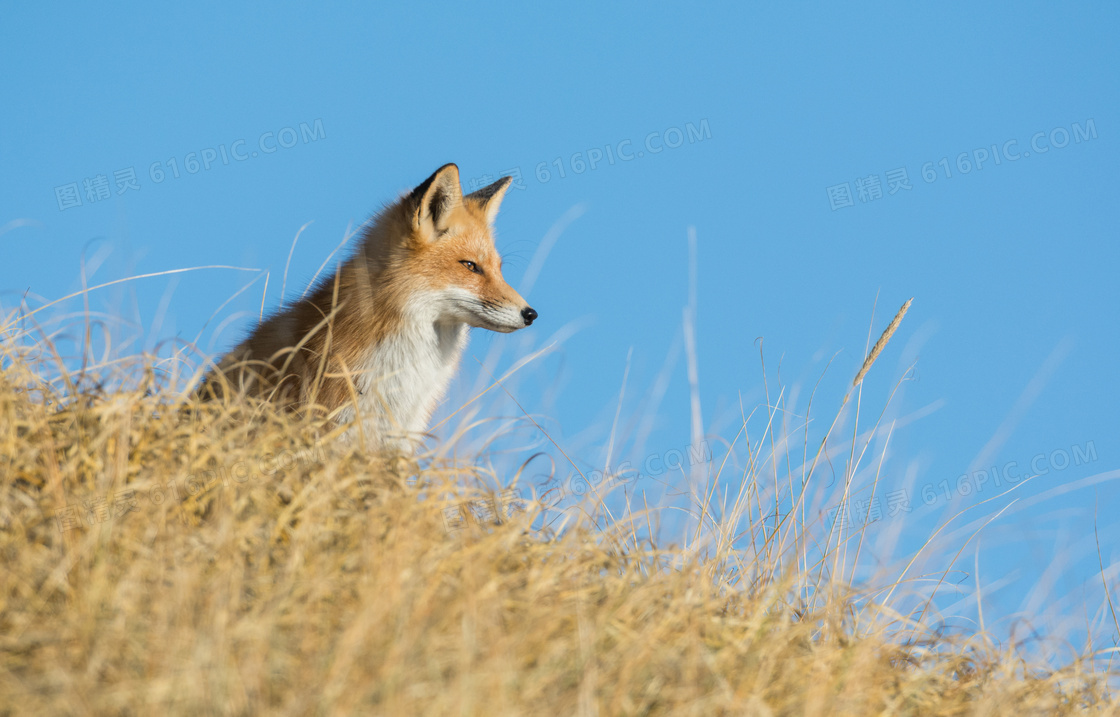 一只坐在高处的小狐狸摄影高清图片