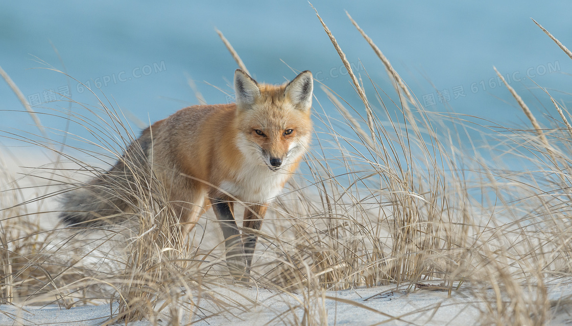 一只杂草丛映衬的狐狸摄影高清图片