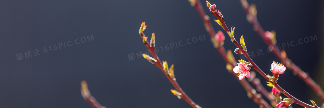 春天萌发出新芽的树枝摄影高清图片