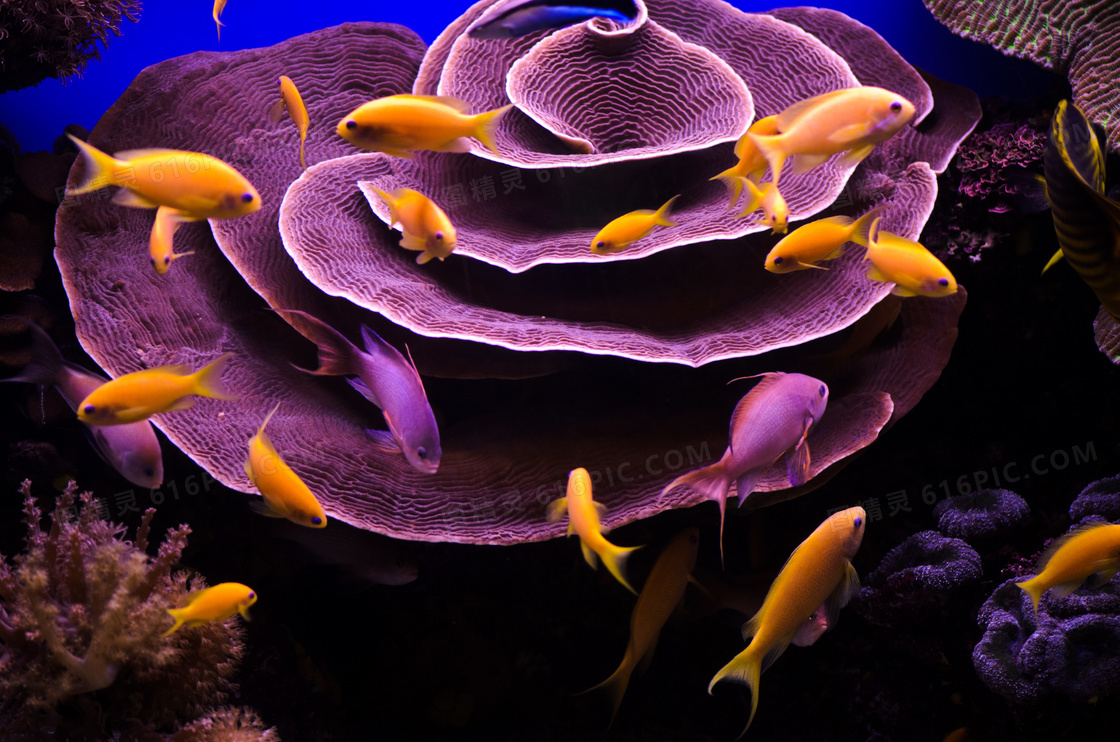 海底生物与游动的鱼群摄影高清图片