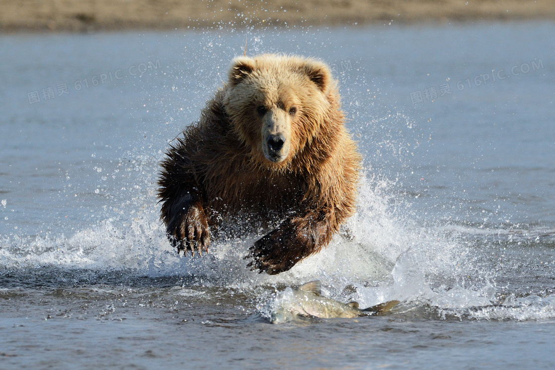 在水中捕鱼的棕熊特写摄影高清图片