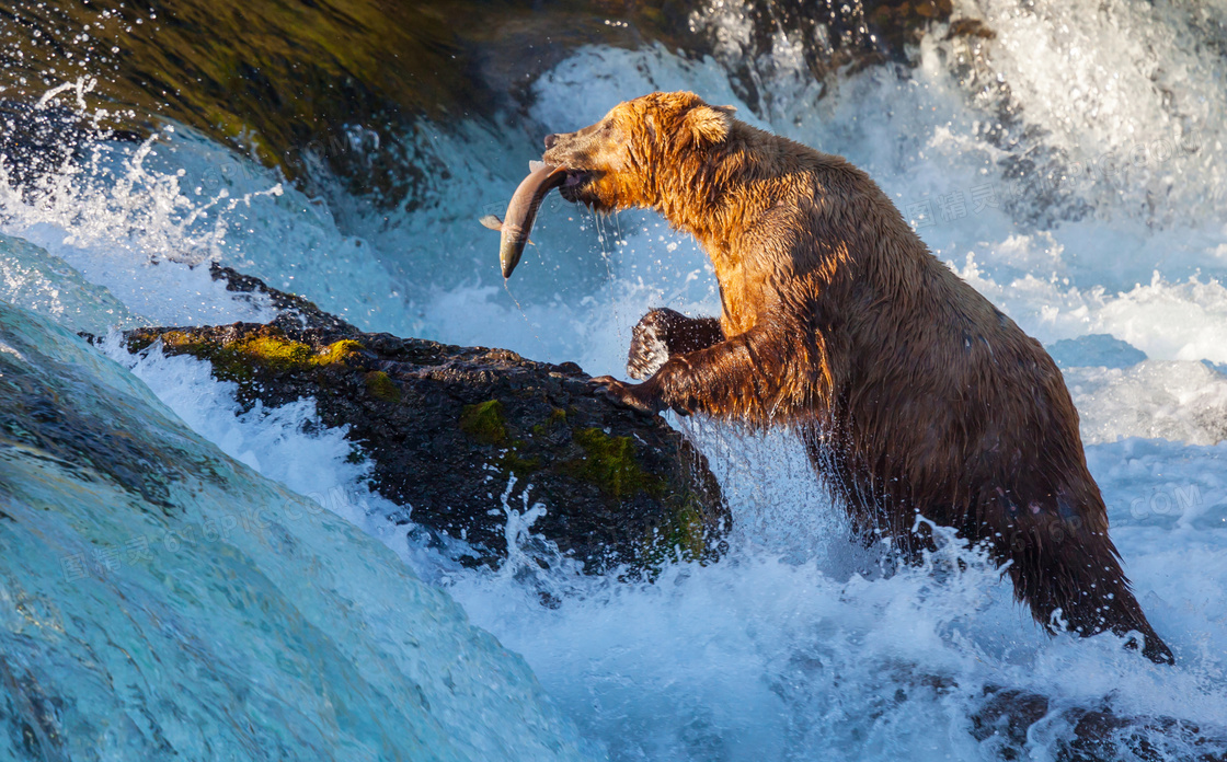 在山涧捕鱼觅食的棕熊摄影高清图片