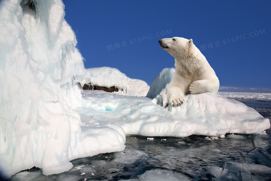 在冰封河面上的北极熊摄影高清图片