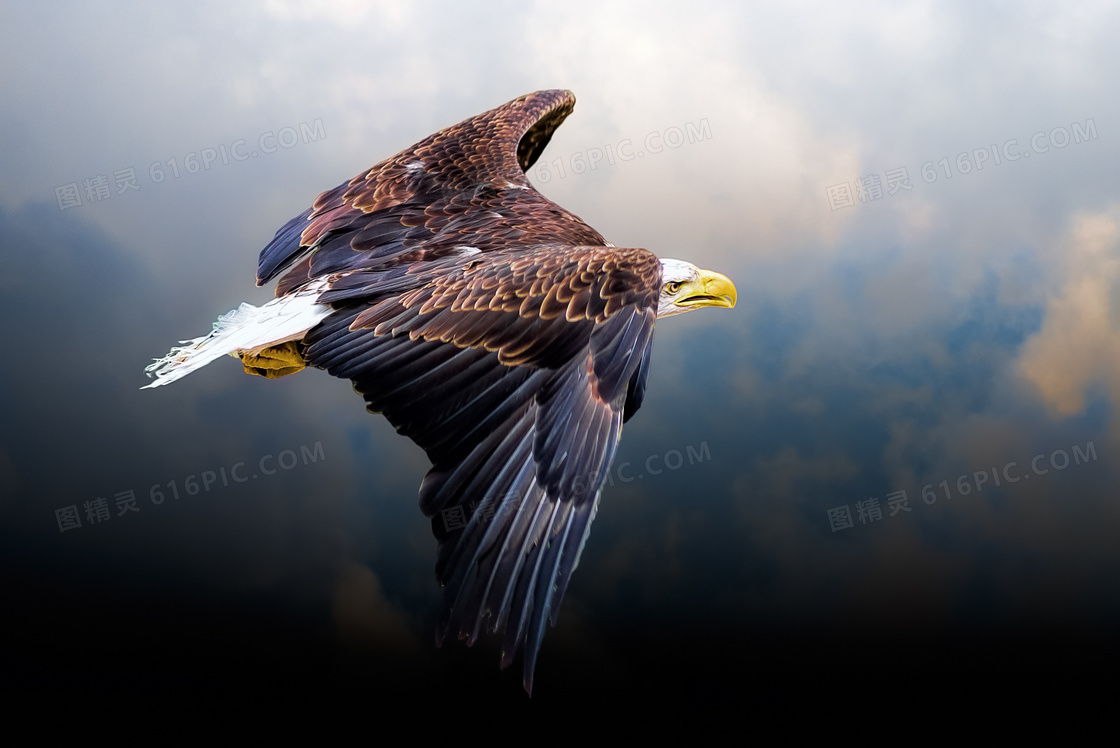 翱翔天空云层中的老鹰摄影高清图片