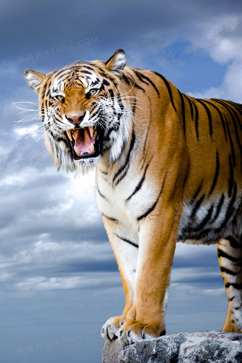 站在石头上的一只老虎摄影高清图片
