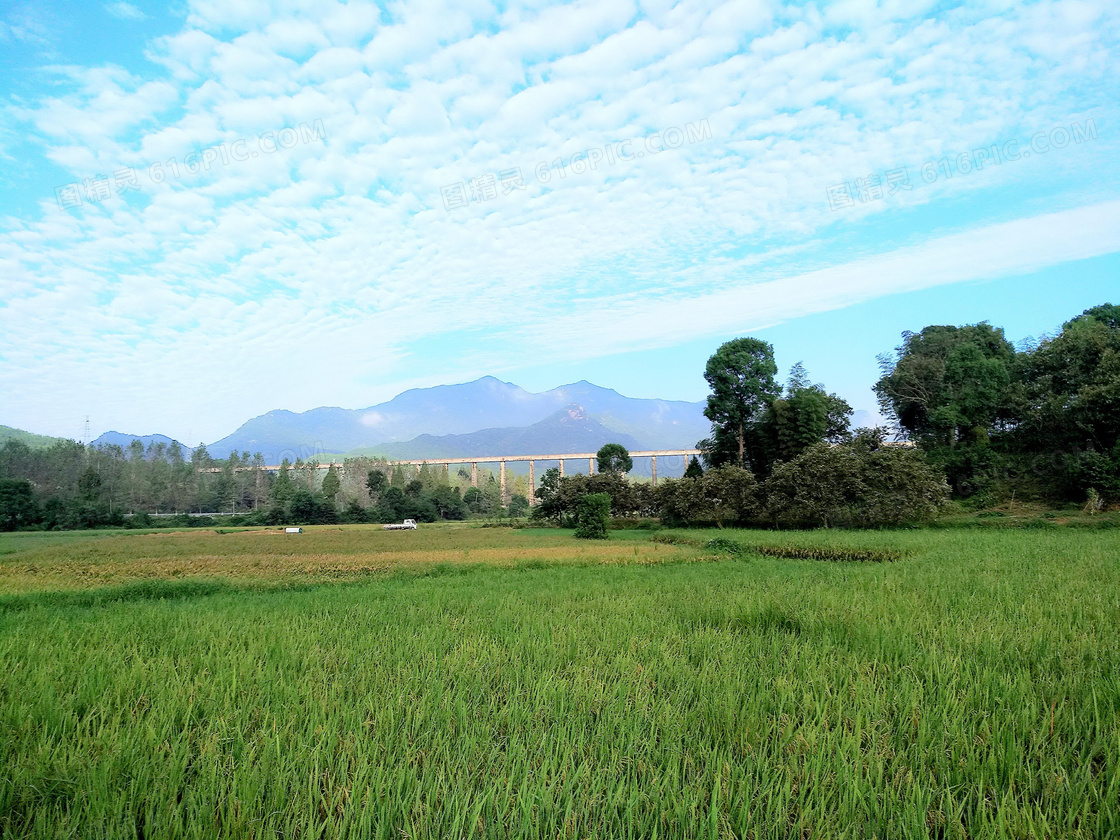 田园美丽的稻田风光摄影图片