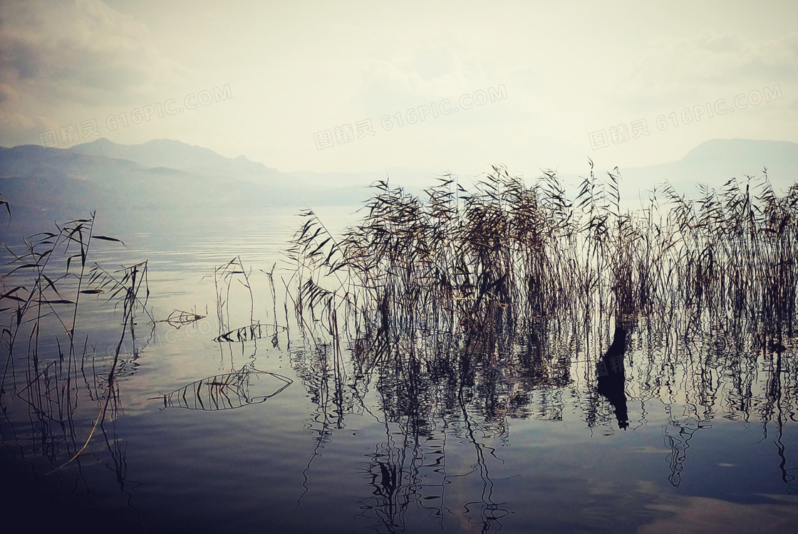 洱海湖中美丽的芦苇摄影图片