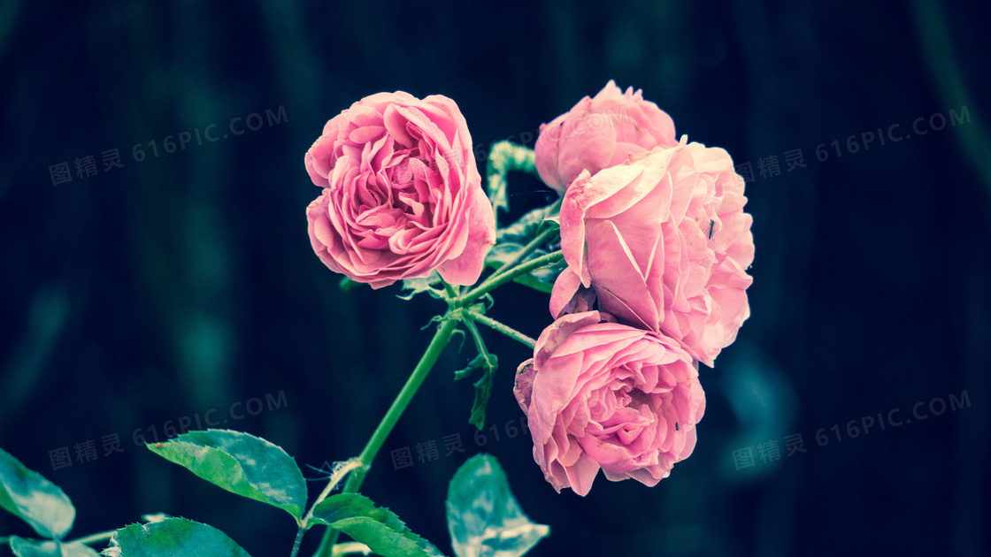 粉红色的花朵近景特写摄影高清图片