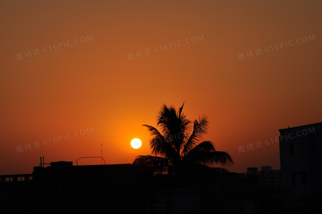 夕阳下的椰树剪影效果摄影高清图片