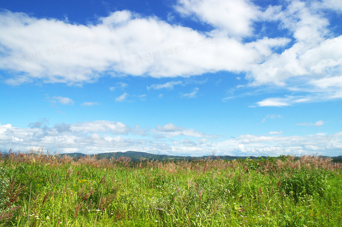 蓝天白云下的绿色草丛高清摄影图片