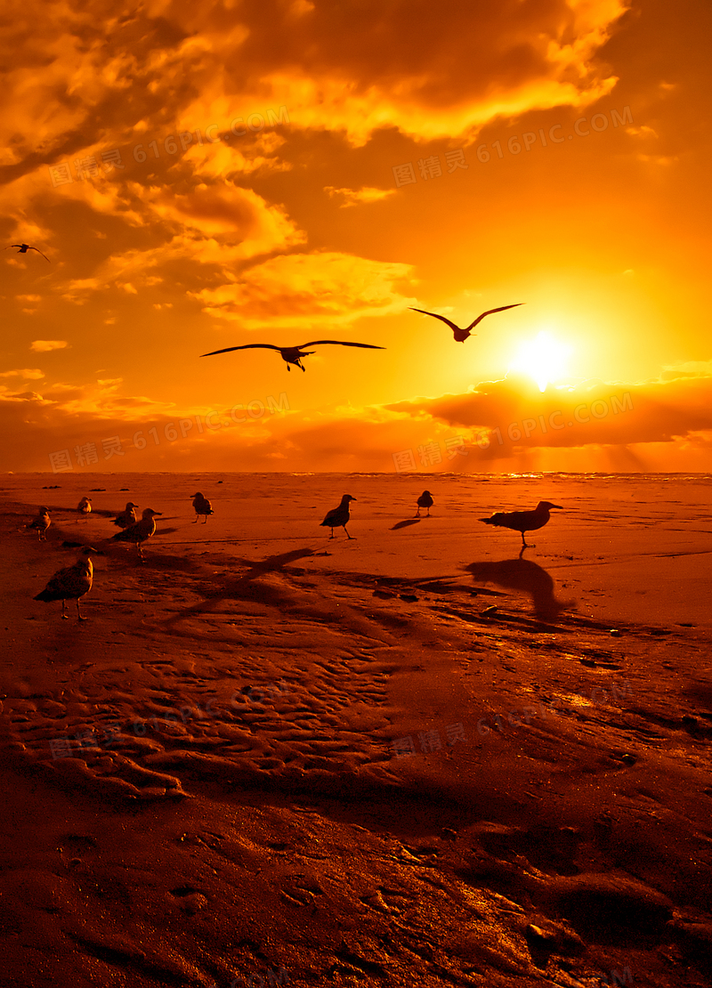 傍晚海滩海鸥美丽风光摄影图片