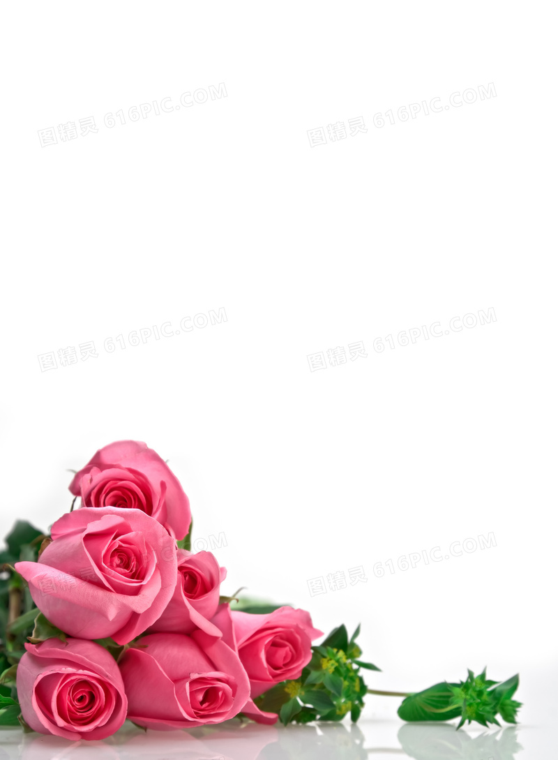 鲜艳的几朵粉红玫瑰花摄影高清图片