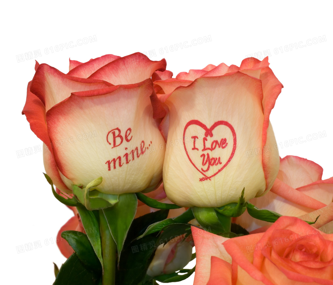 充满爱意的两朵玫瑰花特写高清图片
