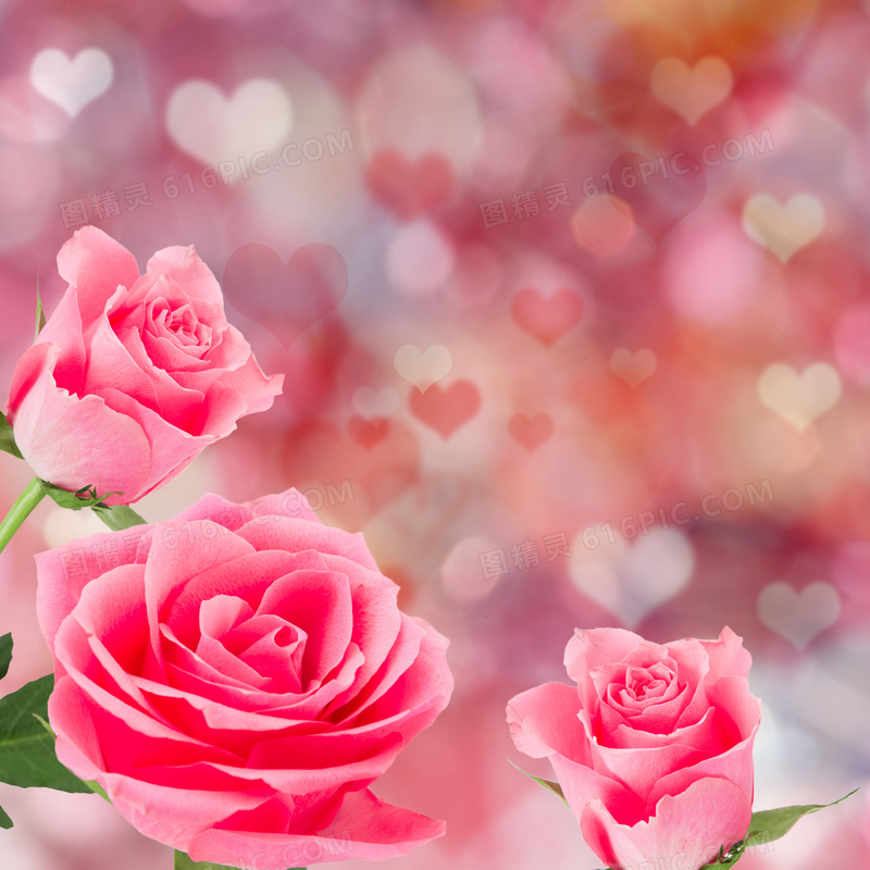心形图案点缀的玫瑰花创意高清图片