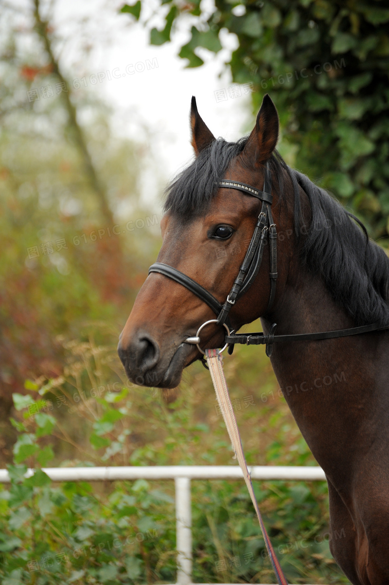 黑鬃毛的红马近景特写摄影高清图片