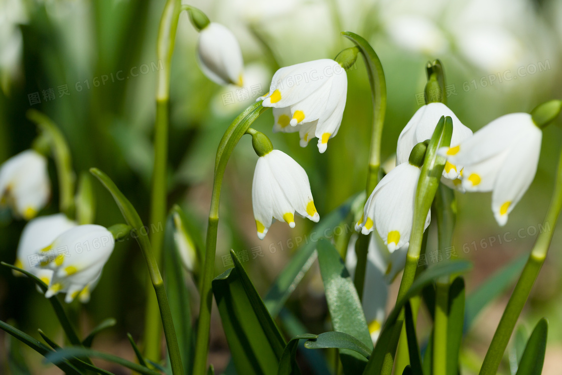 白色铃兰花朵植物微距摄影高清图片