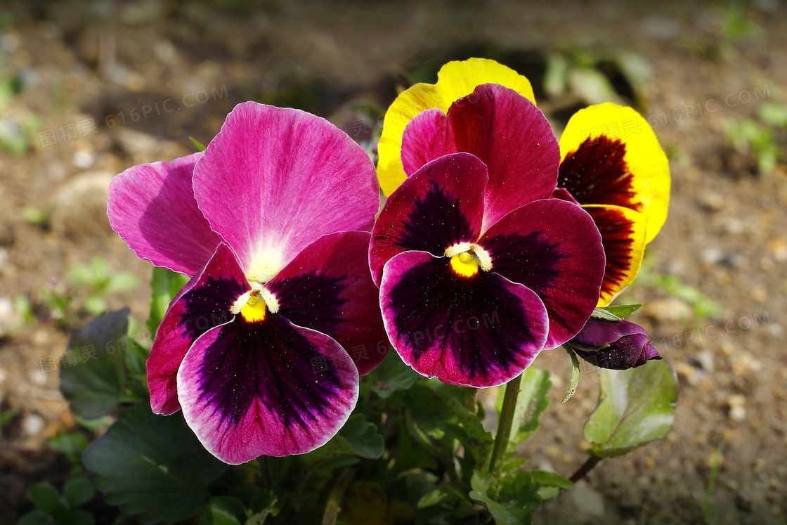 颜色不一的三色堇花卉植物高清图片