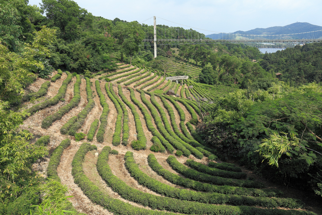 山中美丽茶园摄影图片