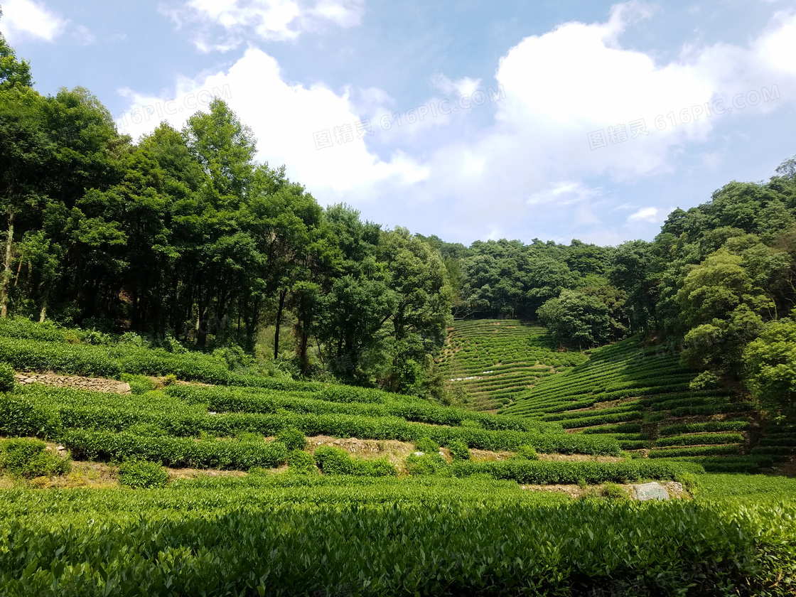 龙井村茶园美景摄影图片