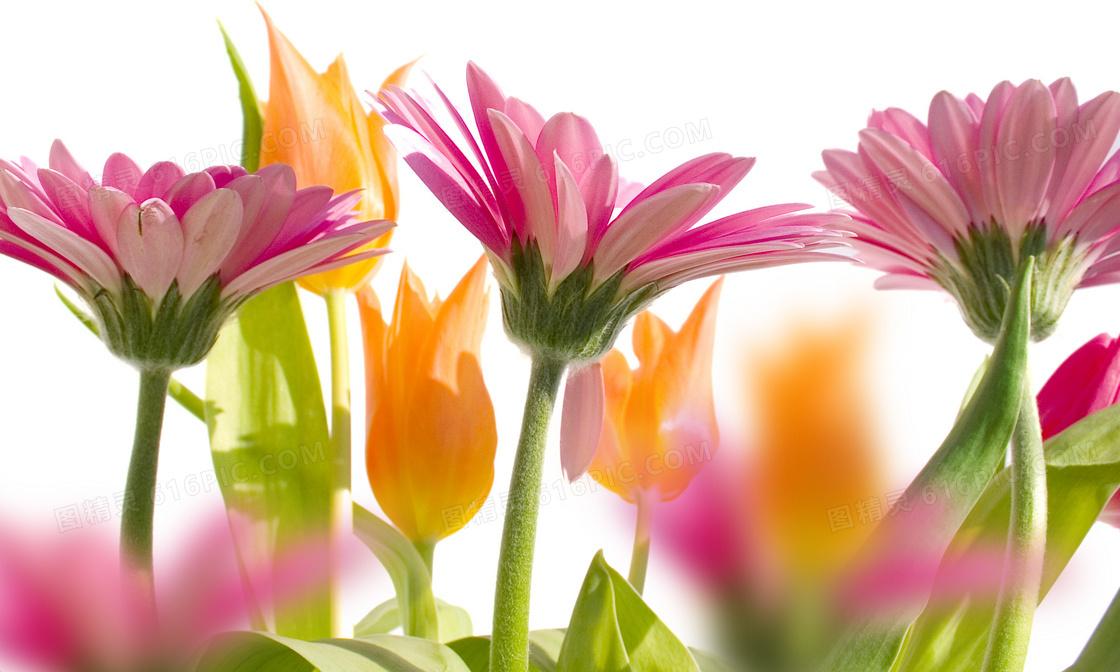 粉红色的雏菊花等花卉摄影高清图片