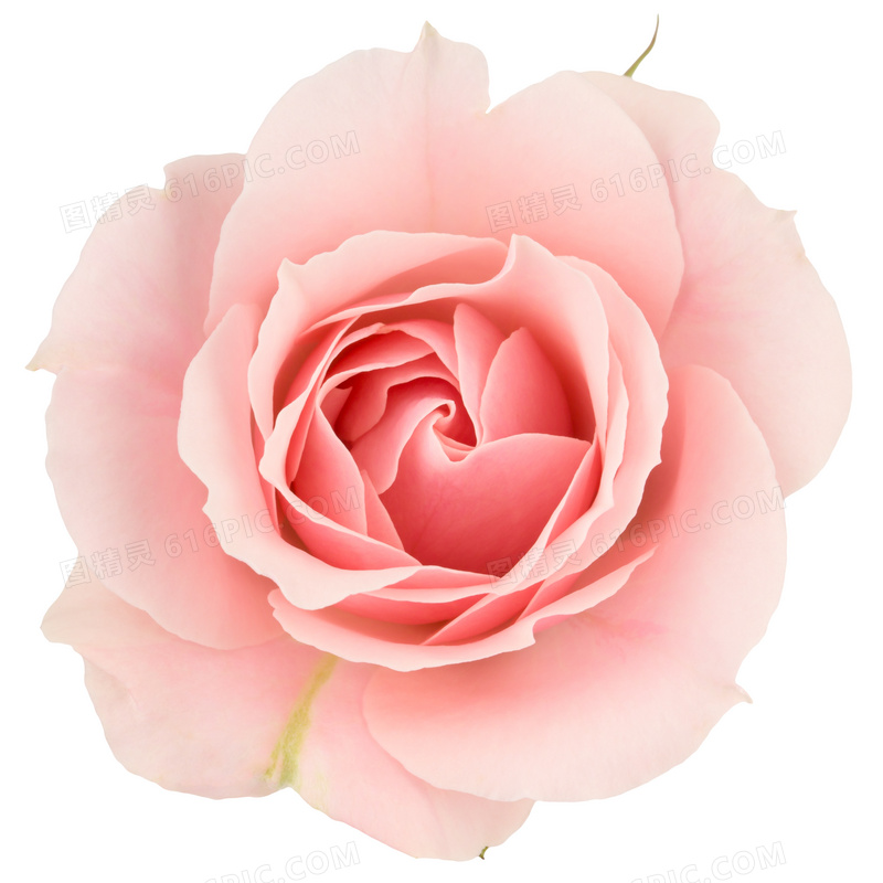 一朵粉色的玫瑰花特写摄影高清图片