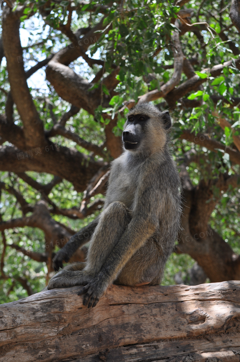 坐在大树上休息的狒狒摄影高清图片