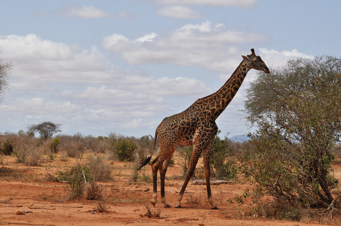 在草原上觅食的长颈鹿摄影高清图片