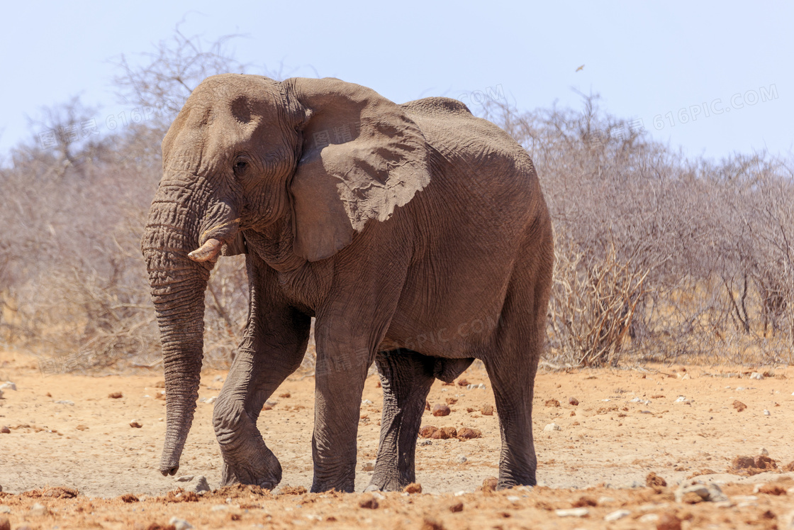 干旱草原上的一只大象摄影高清图片