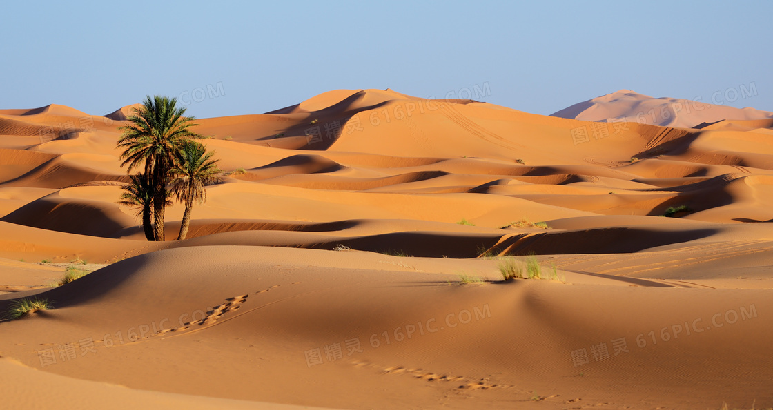 树木与连绵的沙丘风光摄影高清图片