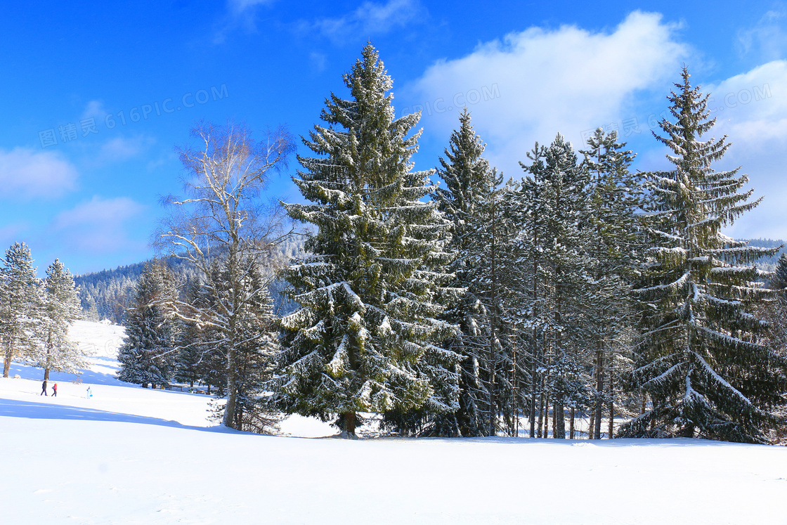 蓝天白云树林雪地风景摄影高清图片