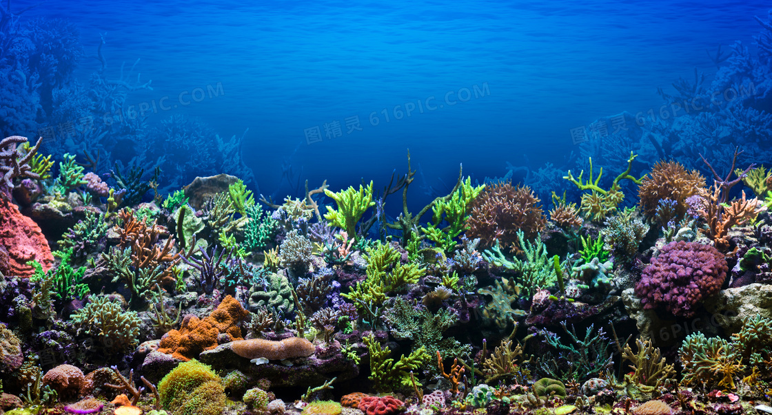 蓝色海底水下海洋生物摄影高清图片