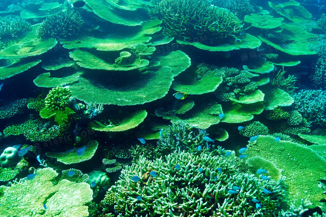 葱绿色的海底景观风光摄影高清图片