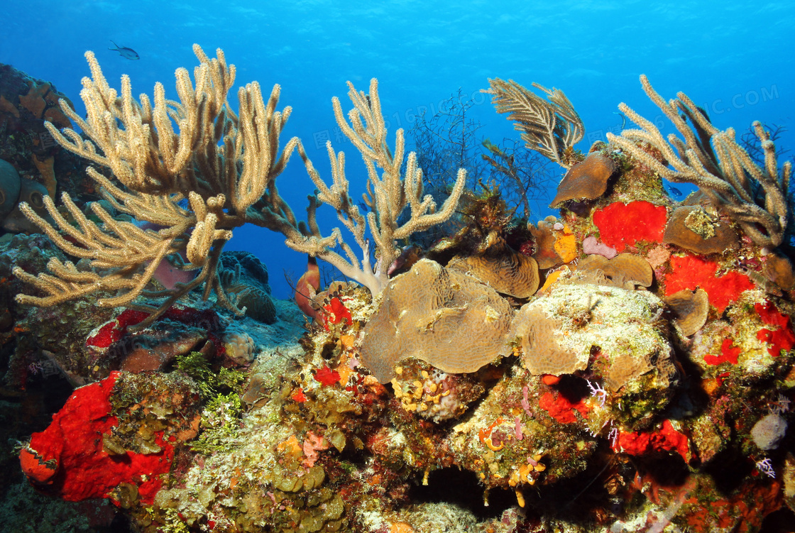 湛蓝海底下的珊瑚景观摄影高清图片