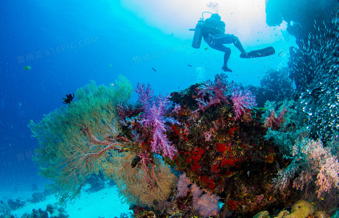 潜水员与水下珊瑚礁等风光高清图片