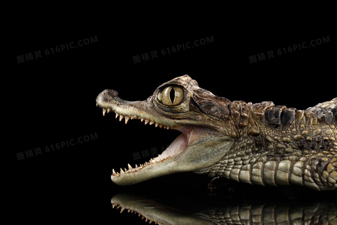 正张着血盆大口的鳄鱼摄影高清图片