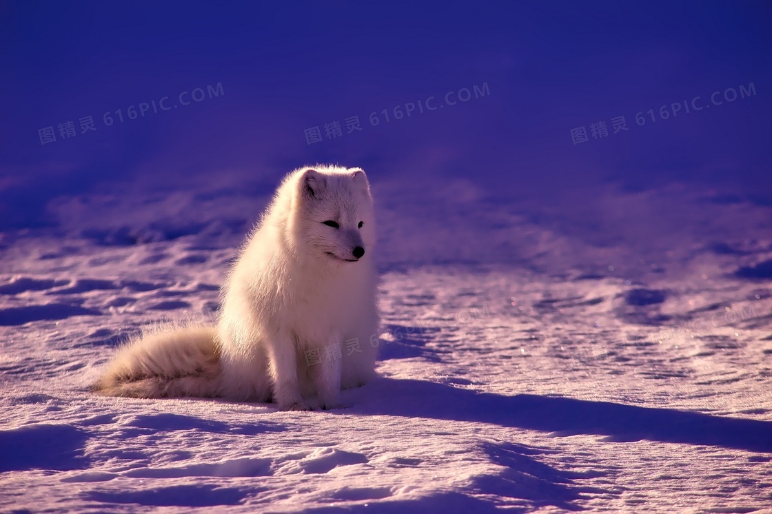 雪地上坐着的一只狐狸摄影高清图片