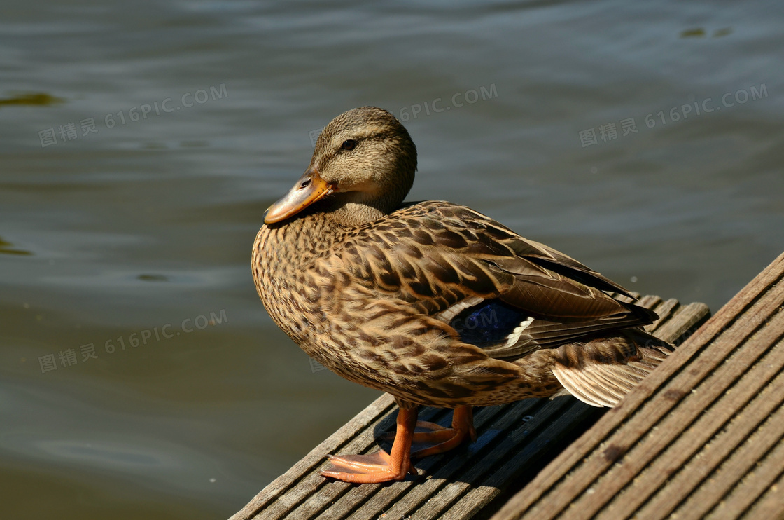 在河边休息的鸭子特写摄影高清图片