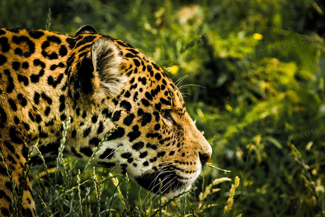 走在草丛中的豹子特写摄影高清图片