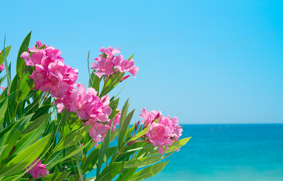 粉红色鲜花植物与海景摄影高清图片