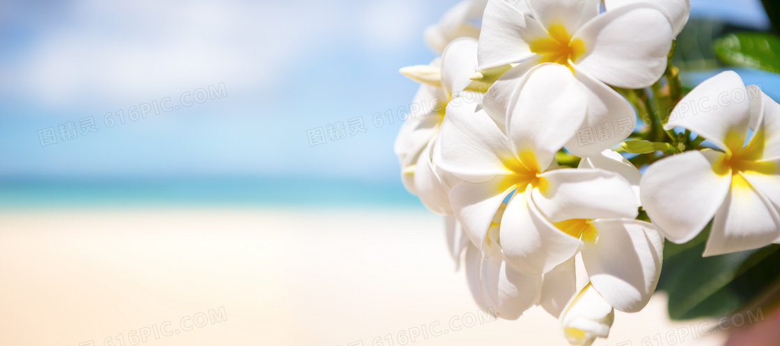 海边沙滩上生长的鲜花摄影高清图片