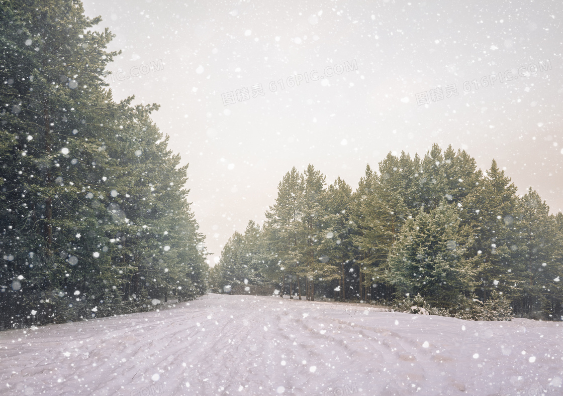 茂密树林与飘着雪花的天空高清图片免费下载 编号vn3hepd81 图精灵