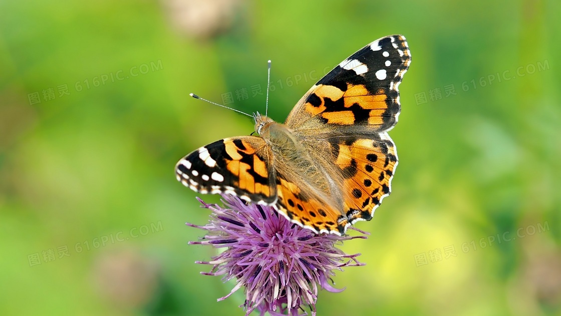 花朵上的蝴蝶微距特写摄影高清图片