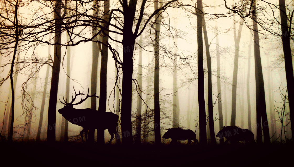 雾气蔼蔼树林中的动物摄影高清图片