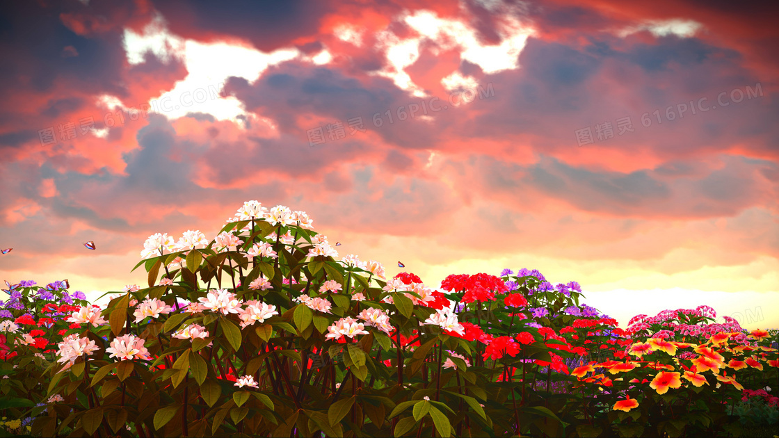 天空云彩与鲜艳的花卉植物高清图片