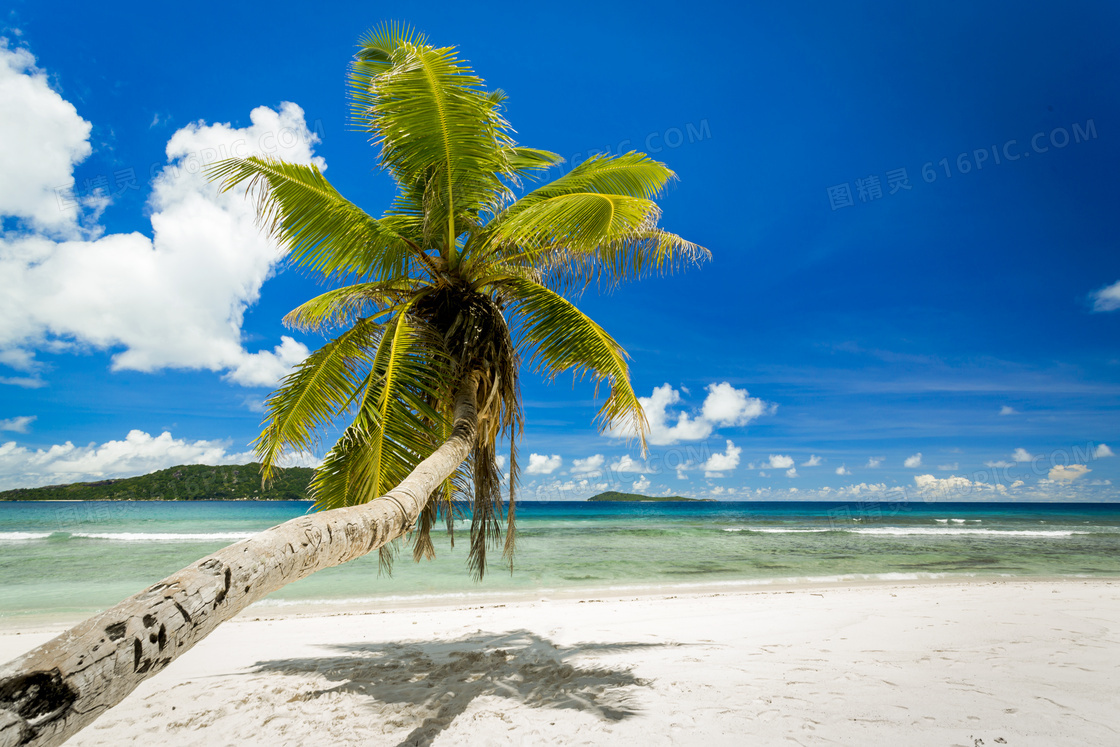 蓝天白云与在沙滩上的椰树摄影图片