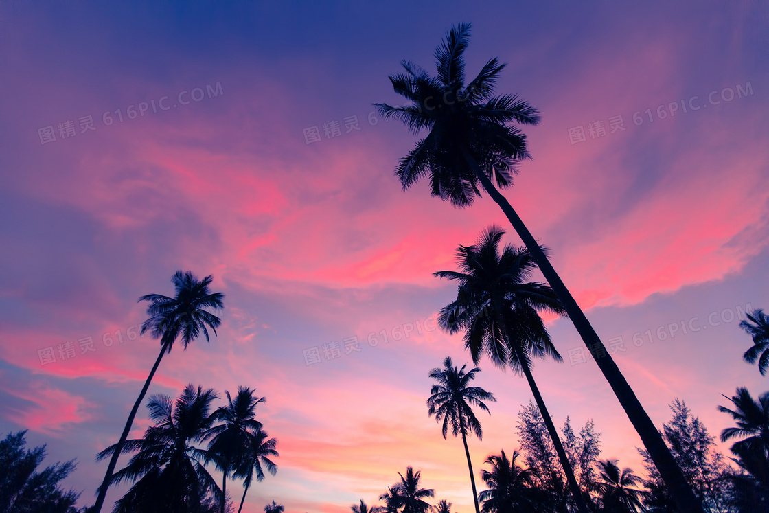 黄昏天空中的云彩与椰树等高清图片