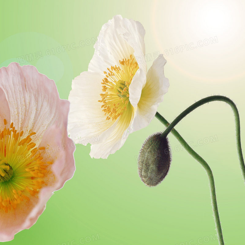 纯色背景上的花朵图案挂画高清图片