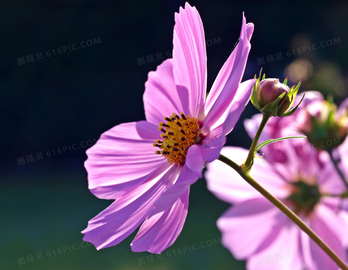 粉色的波斯菊花卉植物摄影高清图片