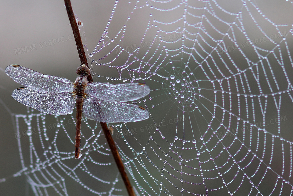 雨后蜻蜓与蜘蛛网特写摄影高清图片