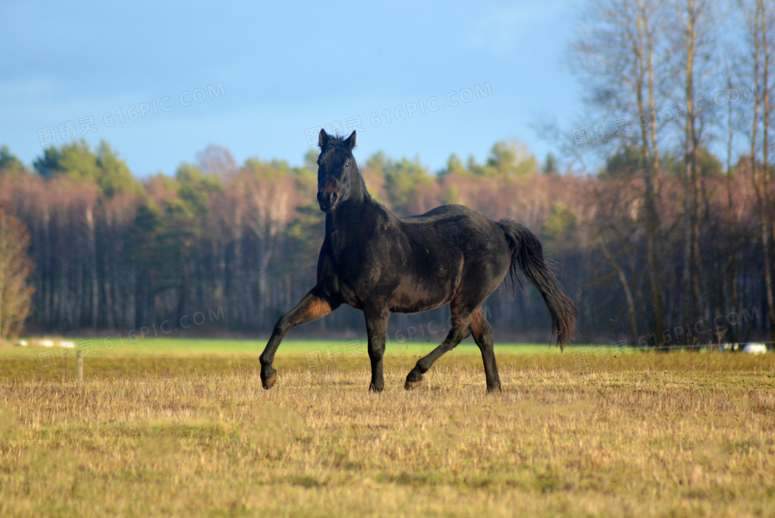 在草地欢快溜达着的一匹马高清图片